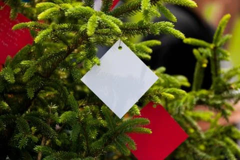 Wishing Tree Stock Photos