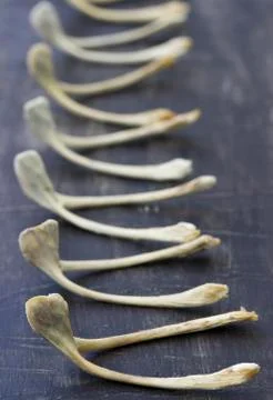 Wishingbone Stock Photos