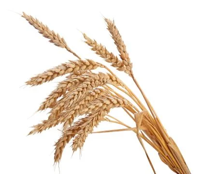 Wisp of wheat Stock-Fotos