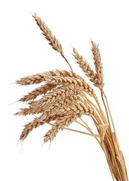 Wisp of wheat Stock Photos