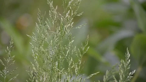 Wisps of grass in the wind Stock Footage 75927137