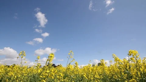 Wispy clouds and blue sky over a field of Rapeseed Stock Footage 90082050