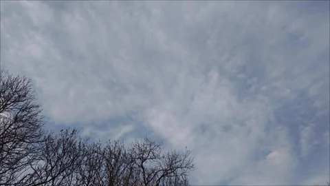 Wispy clouds drift across a pale blue sky, framed by the stark branches of bare Видео 307494503