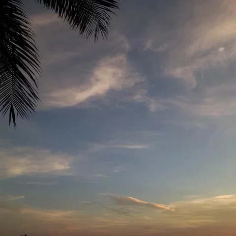 Wispy Clouds at Twilight Framed by Palm Leaves Stock Footage 339353501