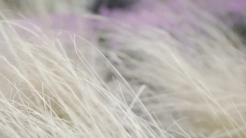 Wispy Grass Bordering Bell Heather Stock Footage 229873809