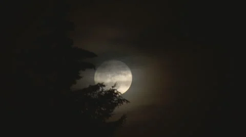 Wispy Super Moon Spruce Tree Stock Footage 1957849