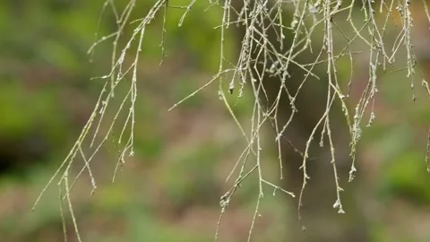 Wispy tree branches blowing in the breeze on a cold autumn day in the UK Видео 254805142