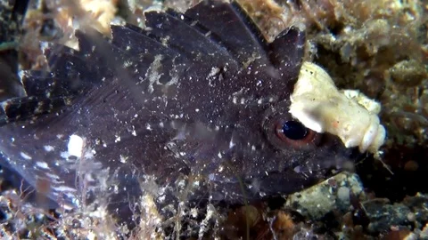 Wispy waspfish (Paracentropogon longispinis) in Lembeh strait Indonesia Video stock 80163495