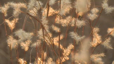 Wispy white plant in setting sun Stock Footage 589940