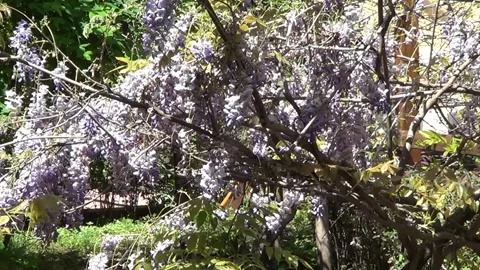 Wistaria in blosom Vídeo Stock 334736215