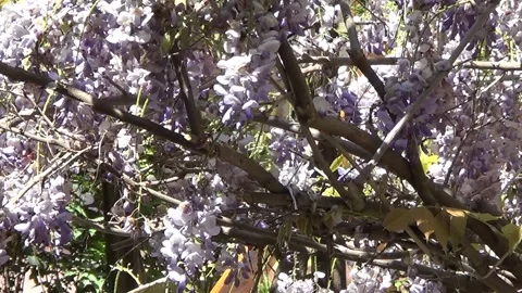 Wistaria flowers Vídeo Stock 334737120