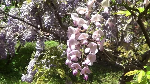 Wistaria flowers 動画素材 334737124