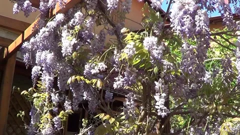 Wistaria flowers Vídeo Stock 334738072