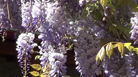 Wistaria flowers 動画素材 335379680