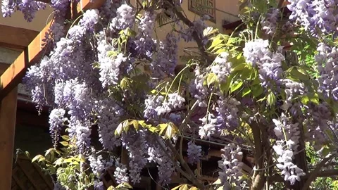 Wistaria flowers 動画素材 335379940