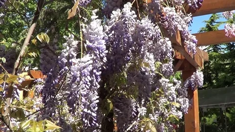 Wistaria flowers 動画素材 335380404