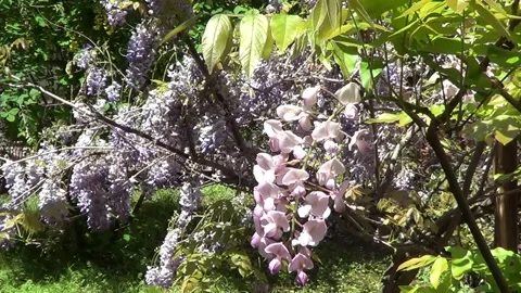 Wistaria flowers Stock Footage 335380845