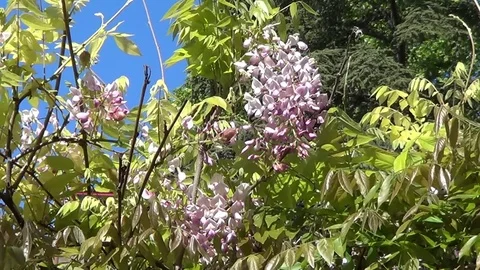 Wistaria purple Stock Footage 71219759