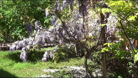 Wistaria tree 動画素材 334736214