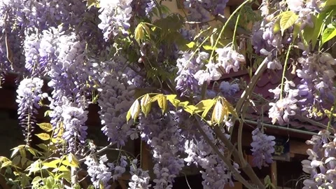 Wistaria tree Stockbeeldmateriaal 335379642