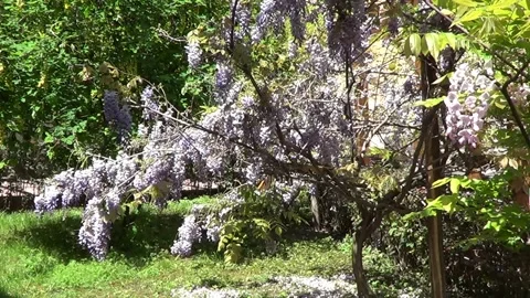 Wistaria tree 動画素材 335380846