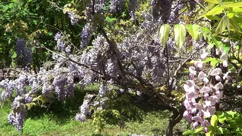 Wistaria tree 스톡 동영상 335380847