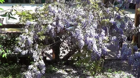 Wistaria tree 動画素材 335380917