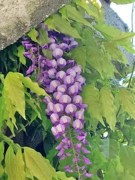 Wisteria 01 Stock Photos
