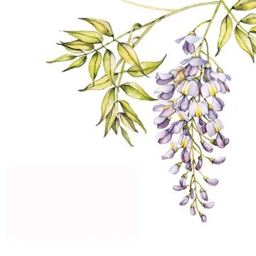 Wisteria background Stock Illustration