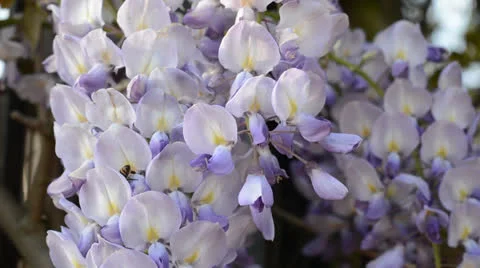Wisteria in bloom Stock Footage 25299361