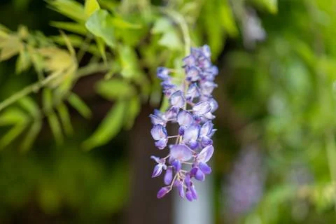 Wisteria close up Stock Photos