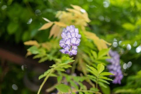 Wisteria close up Stock Photos