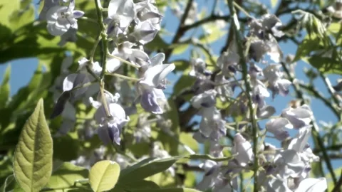 Wisteria dangling in the breeze Stock Footage 156054486
