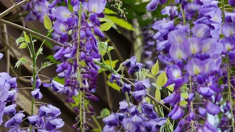 Wisteria Flower Stock Footage 69776726