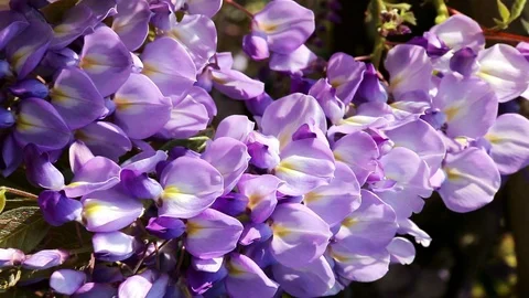 Wisteria flower Stock Footage 109540544