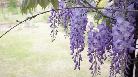 Wisteria flowers Stock Footage 63065329