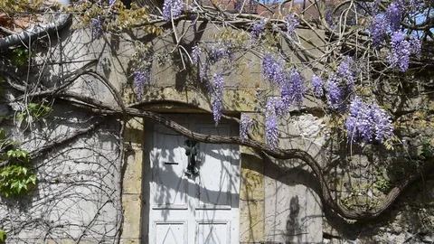 Wisteria Stock Footage 88972882