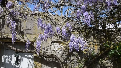 Wisteria Stock Footage 88973312