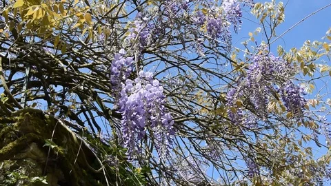 Wisteria Stock Footage 88973453