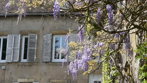 Wisteria Stock Footage 88973812