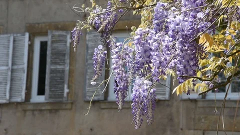Wisteria Stock Footage 88973876