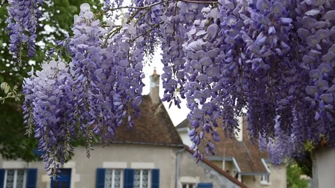 Wisteria Video stock 89214441