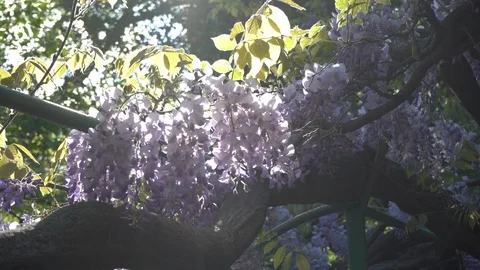 Wisteria Stock Footage 112379658