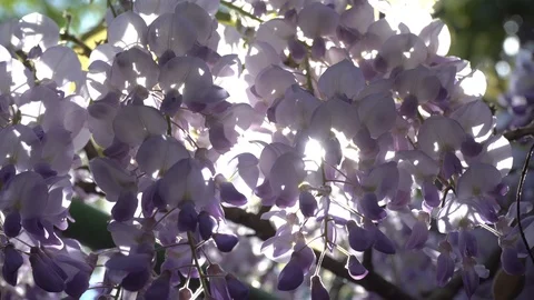 Wisteria Stock Footage 112379727