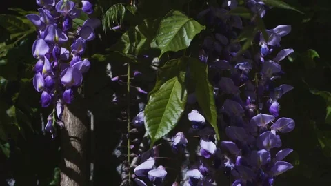 Wisteria in front of a wall moving in the wind, moving camera Stock Footage 74274681