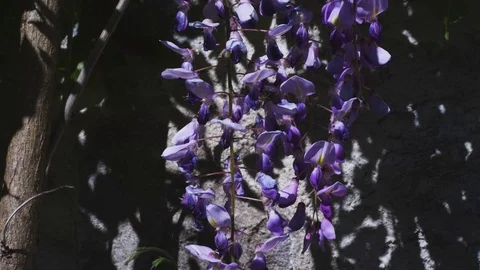 Wisteria in front of a wall moving in the wind, Close Up Stock Footage