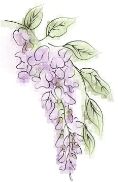 Wisteria Stock Illustration