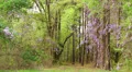 wisteria nature trail HD 동영상
