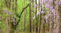 wisteria nature trail forest HD Footage