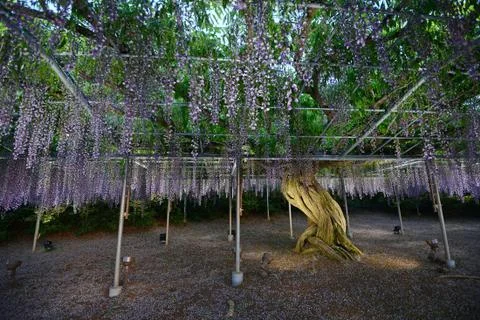 Wisteria park Stock Photos